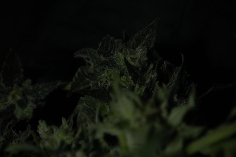 Amnesia Skunk The Zamnesia Way. Week 13 - Rack 