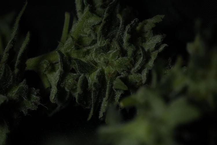 Amnesia Skunk The Zamnesia Way. Week 13 - Rack 