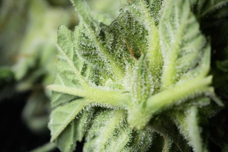 Amnesia Skunk The Zamnesia Way. Week 13 - Rack 