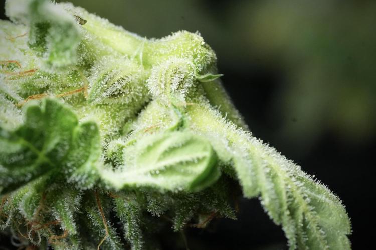 Amnesia Skunk The Zamnesia Way. Week 13 - Rack 
