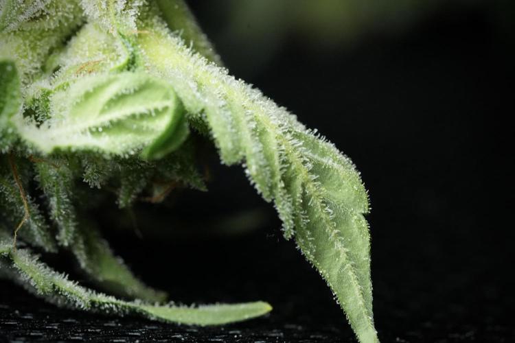 Amnesia Skunk The Zamnesia Way. Week 13 - Rack 