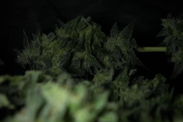 Amnesia Skunk The Zamnesia Way. Week 13 - Rack 