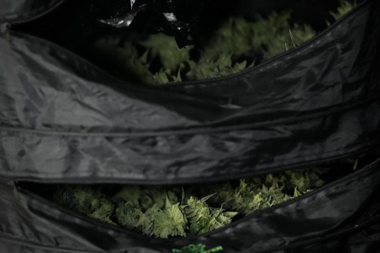 Amnesia Skunk The Zamnesia Way. Week 13 - Rack 