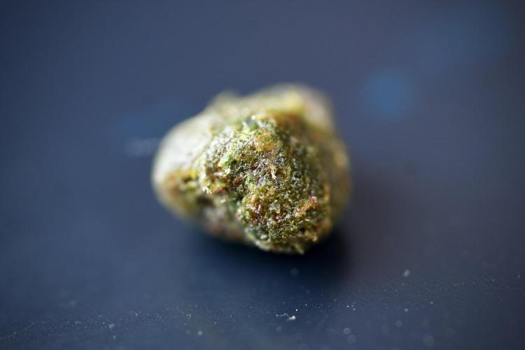 Amnesia Skunk The Zamnesia Way. Week 13 - charas