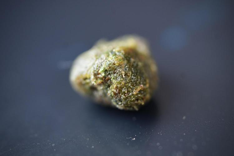 Amnesia Skunk The Zamnesia Way. Week 13 - charas