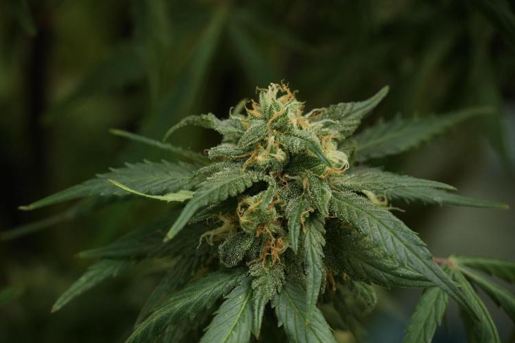 Amnesia Skunk The Zamnesia Way. Week 13 - on going Amnesia Skunk 12-12 from seed