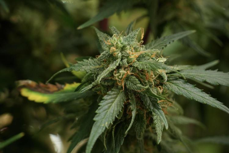 Amnesia Skunk The Zamnesia Way. Week 13 - on going Amnesia Skunk 12-12 from seed