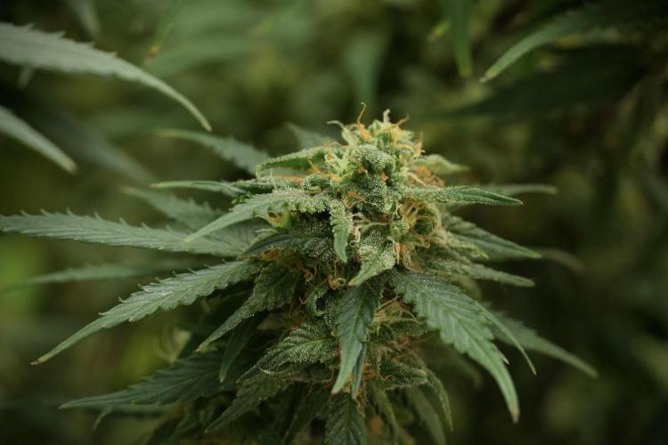 Amnesia Skunk The Zamnesia Way. Week 13 - on going Amnesia Skunk 12-12 from seed