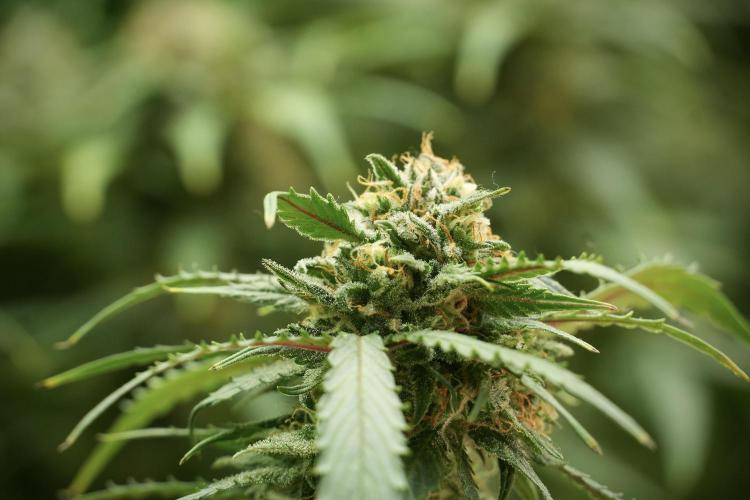 Amnesia Skunk The Zamnesia Way. Week 13 - on going Amnesia Skunk 12-12 from seed