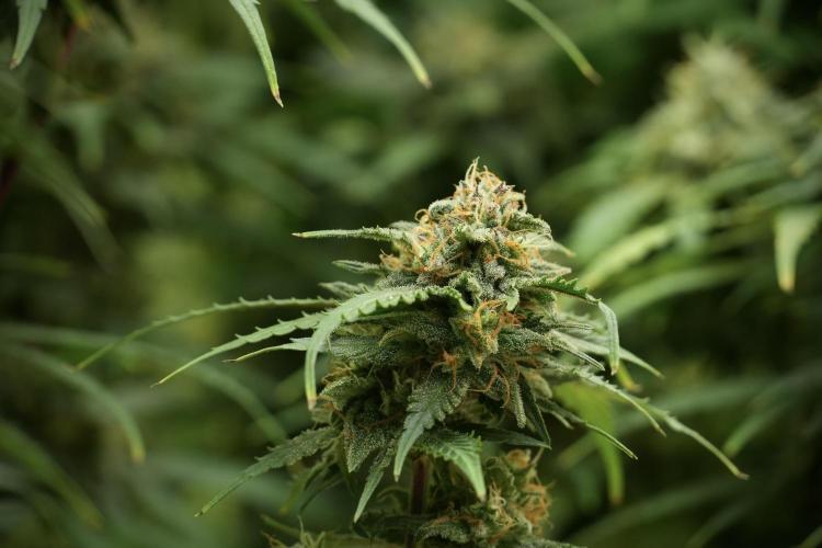 Amnesia Skunk The Zamnesia Way. Week 13 - on going Amnesia Skunk 12-12 from seed