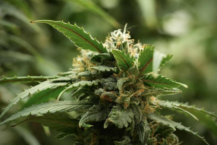 Amnesia Skunk The Zamnesia Way. Week 13 - on going Amnesia Skunk 12-12 from seed