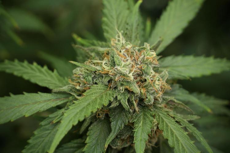Amnesia Skunk The Zamnesia Way. Week 13 - on going Amnesia Skunk 12-12 from seed