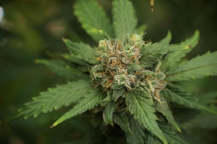 Amnesia Skunk The Zamnesia Way. Week 13 - on going Amnesia Skunk 12-12 from seed