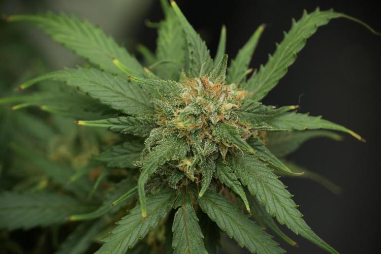 Amnesia Skunk The Zamnesia Way. Week 13 - on going Amnesia Skunk 12-12 from seed