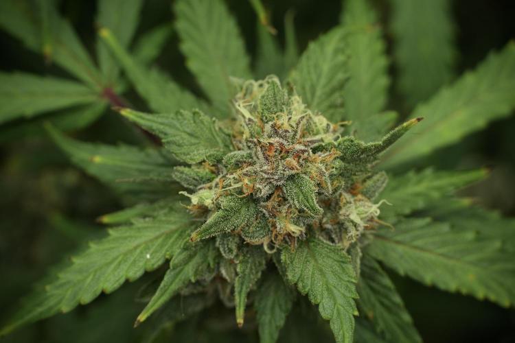 Amnesia Skunk The Zamnesia Way. Week 13 - on going Amnesia Skunk 12-12 from seed