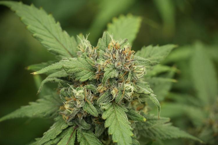 Amnesia Skunk The Zamnesia Way. Week 13 - on going Amnesia Skunk 12-12 from seed