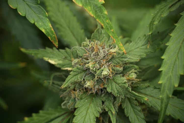 Amnesia Skunk The Zamnesia Way. Week 13 - on going Amnesia Skunk 12-12 from seed