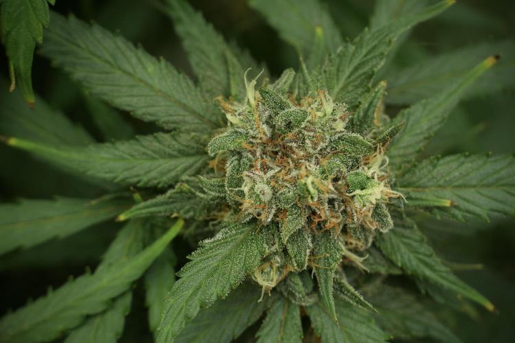 Amnesia Skunk The Zamnesia Way. Week 13 - on going Amnesia Skunk 12-12 from seed