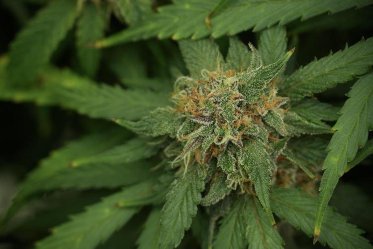 Amnesia Skunk The Zamnesia Way. Week 13 - on going Amnesia Skunk 12-12 from seed