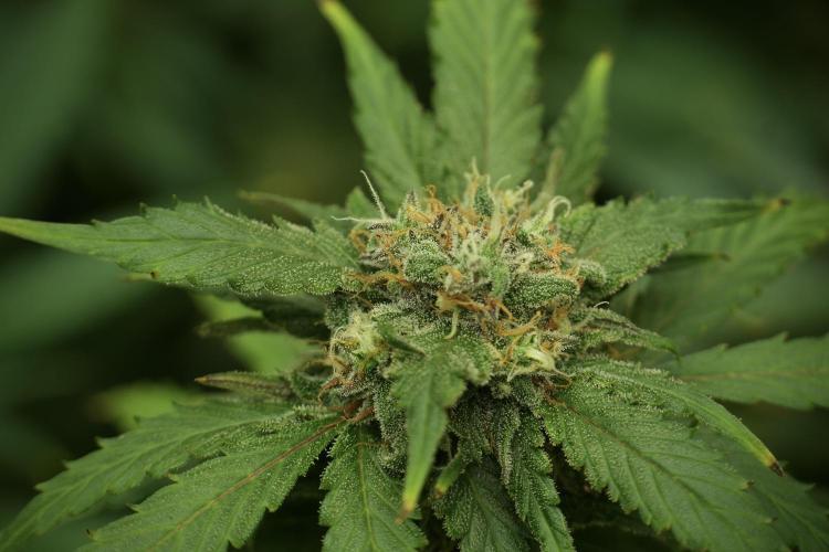 Amnesia Skunk The Zamnesia Way. Week 13 - on going Amnesia Skunk 12-12 from seed