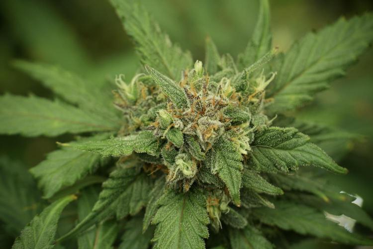 Amnesia Skunk The Zamnesia Way. Week 13 - on going Amnesia Skunk 12-12 from seed