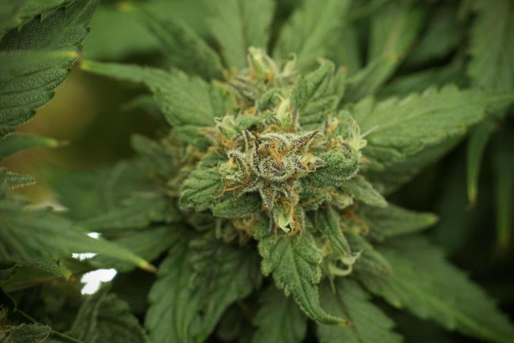 Amnesia Skunk The Zamnesia Way. Week 13 - on going Amnesia Skunk 12-12 from seed
