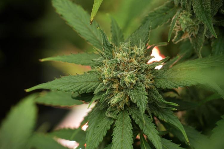 Amnesia Skunk The Zamnesia Way. Week 13 - on going Amnesia Skunk 12-12 from seed