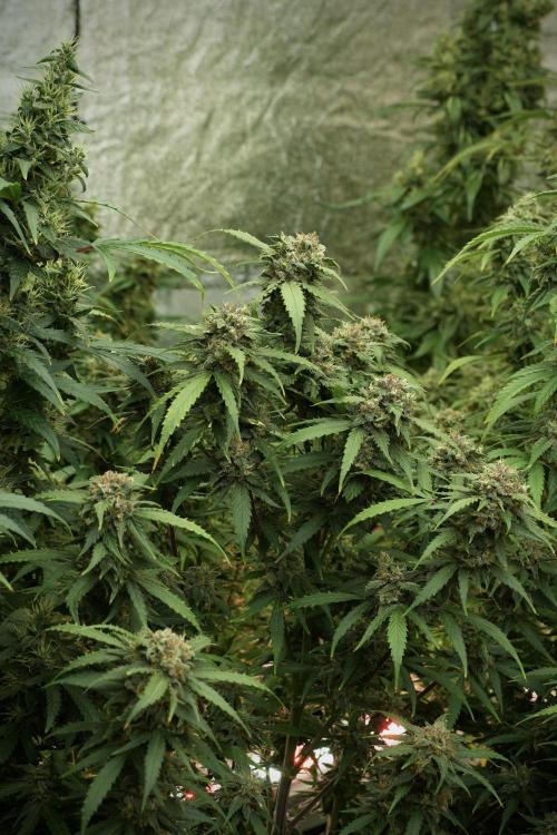Amnesia Skunk The Zamnesia Way. Week 13 - on going Amnesia Skunk 12-12 from seed