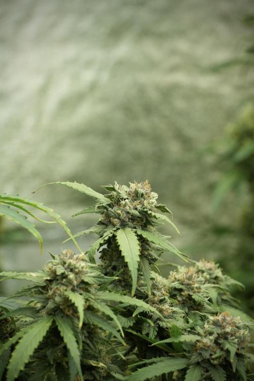 Amnesia Skunk The Zamnesia Way. Week 13 - on going Amnesia Skunk 12-12 from seed