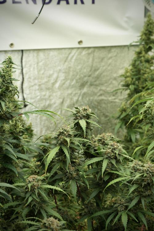 Amnesia Skunk The Zamnesia Way. Week 13 - on going Amnesia Skunk 12-12 from seed