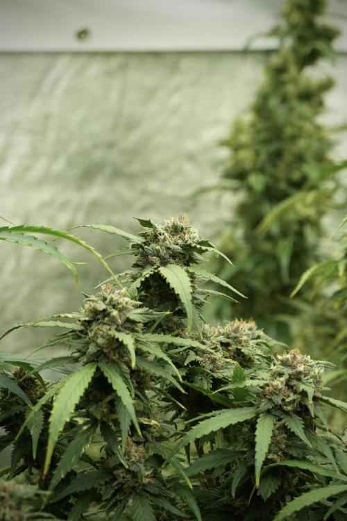 Amnesia Skunk The Zamnesia Way. Week 13 - on going Amnesia Skunk 12-12 from seed
