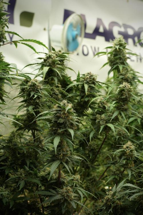 Amnesia Skunk The Zamnesia Way. Week 13 - on going Amnesia Skunk 12-12 from seed