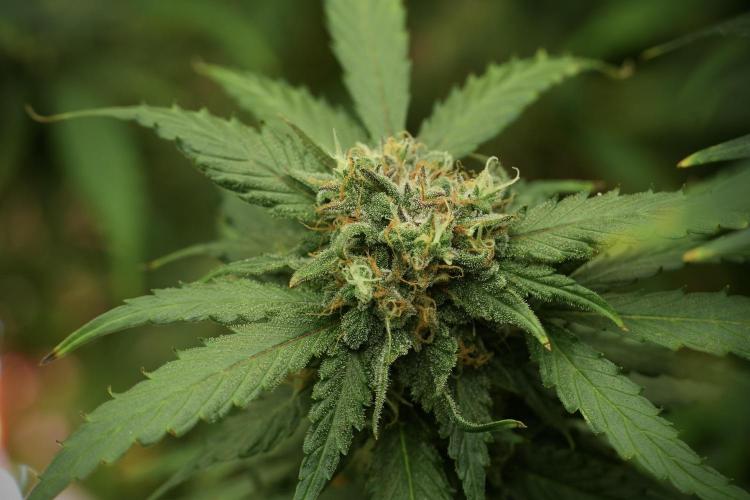 Amnesia Skunk The Zamnesia Way. Week 13 - on going Amnesia Skunk 12-12 from seed