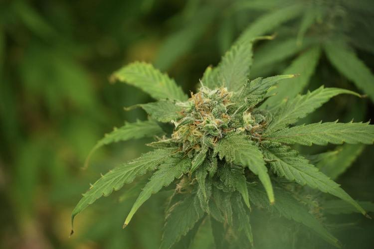 Amnesia Skunk The Zamnesia Way. Week 13 - on going Amnesia Skunk 12-12 from seed
