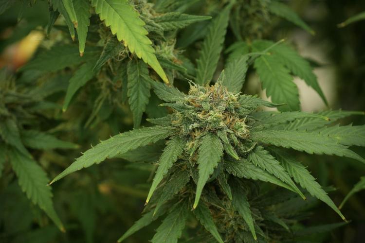 Amnesia Skunk The Zamnesia Way. Week 13 - on going Amnesia Skunk 12-12 from seed