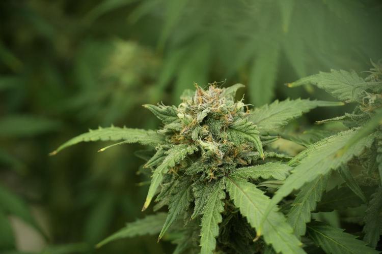 Amnesia Skunk The Zamnesia Way. Week 13 - on going Amnesia Skunk 12-12 from seed