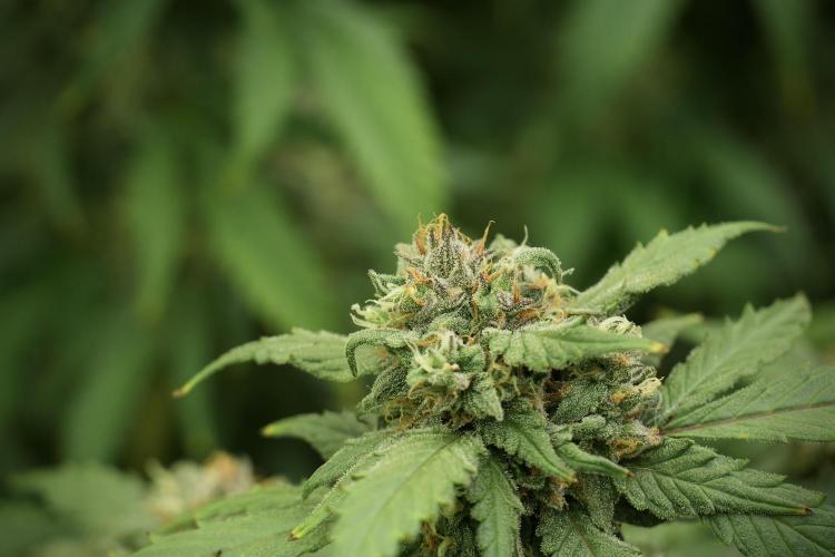 Amnesia Skunk The Zamnesia Way. Week 13 - on going Amnesia Skunk 12-12 from seed