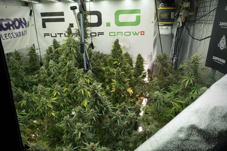 Catching The Ghost Train Haze @ Zamnesia. Week 13 - Room and vibes 