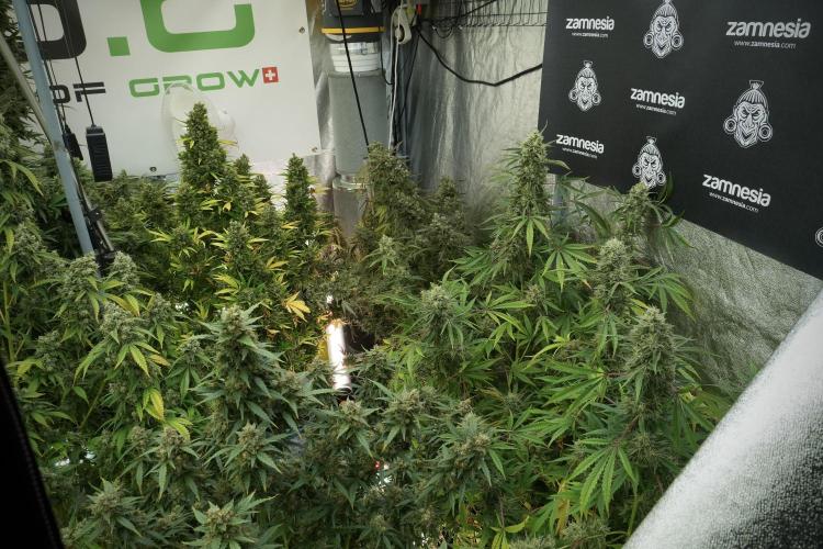 Catching The Ghost Train Haze @ Zamnesia. Week 13 - Room and vibes 