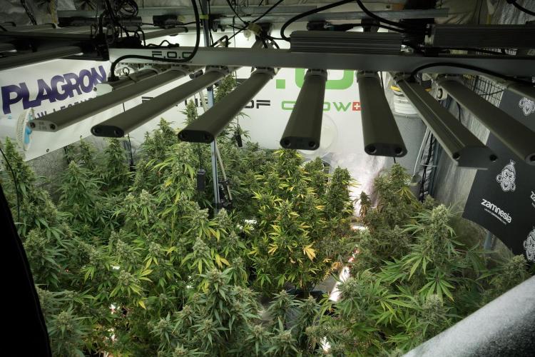 Catching The Ghost Train Haze @ Zamnesia. Week 13 - Room and vibes 