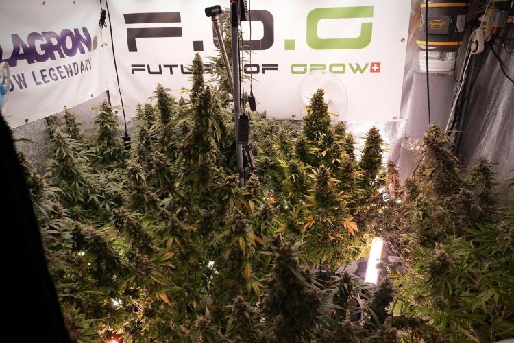 Catching The Ghost Train Haze @ Zamnesia. Week 13 - Room and vibes  the reds 