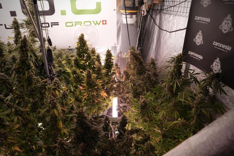 Catching The Ghost Train Haze @ Zamnesia. Week 13 - Room and vibes  the reds 