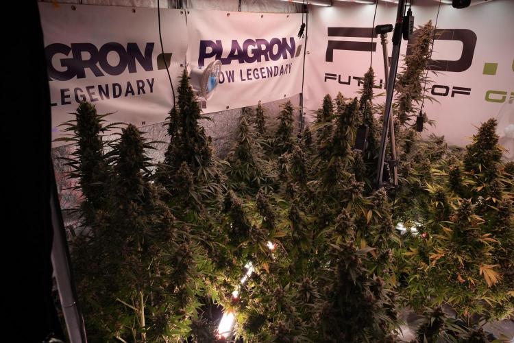 Catching The Ghost Train Haze @ Zamnesia. Week 13 - Room and vibes  the reds 