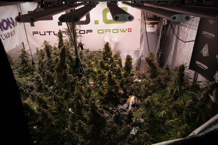 Catching The Ghost Train Haze @ Zamnesia. Week 13 - Room and vibes  the reds 