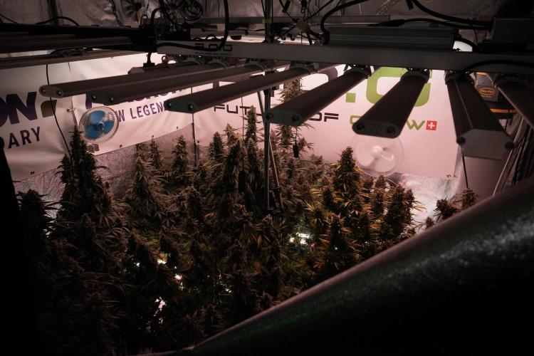 Catching The Ghost Train Haze @ Zamnesia. Week 13 - Room and vibes  the reds 