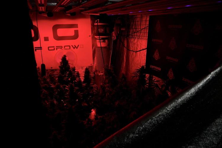 Catching The Ghost Train Haze @ Zamnesia. Week 13 - Room and vibes  the reds 