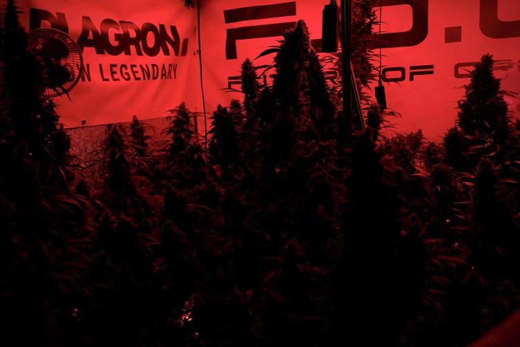 Catching The Ghost Train Haze @ Zamnesia. Week 13 - Room and vibes  the reds 