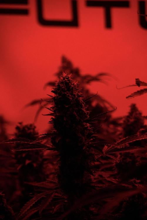 Catching The Ghost Train Haze @ Zamnesia. Week 13 - Room and vibes  the reds 