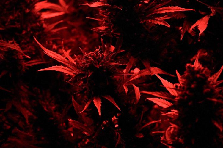 Catching The Ghost Train Haze @ Zamnesia. Week 13 - Room and vibes  the reds 