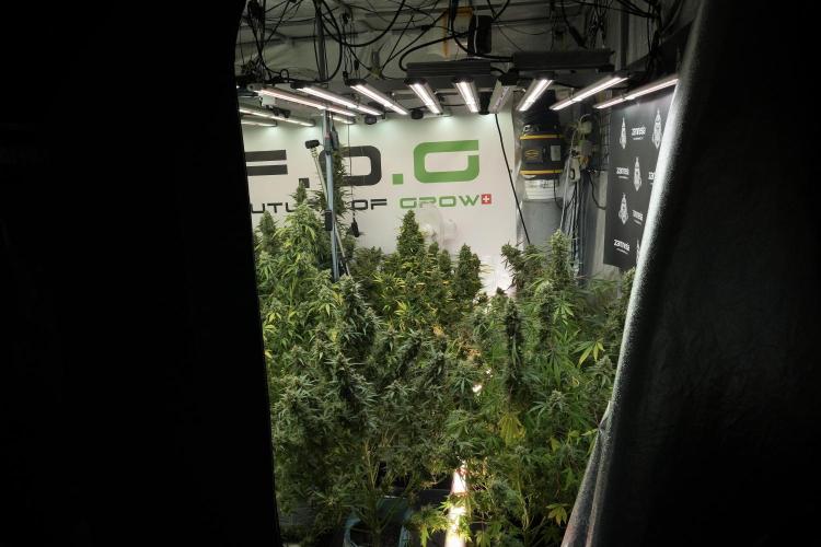 Catching The Ghost Train Haze @ Zamnesia. Week 13 - Room and vibes  